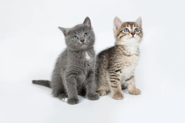 Kleine katjes — Stockfoto