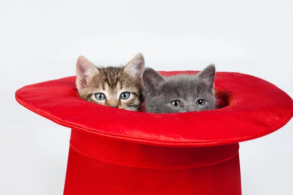 Micuta Kittens În O Red Hat — Fotografie, imagine de stoc
