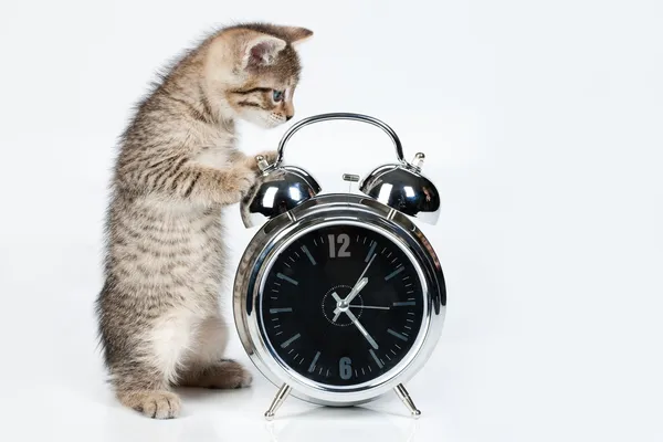 Little Kitten And Alarm Clock — Stock Photo, Image