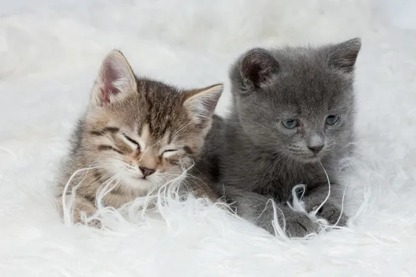 Pequenos gatinhos — Fotografia de Stock