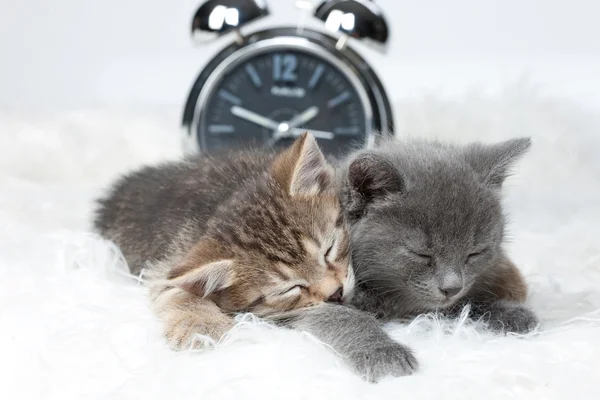 Спящие котята — стоковое фото