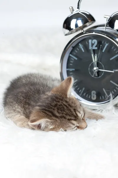 Sleeping Kitten — Stock Photo, Image