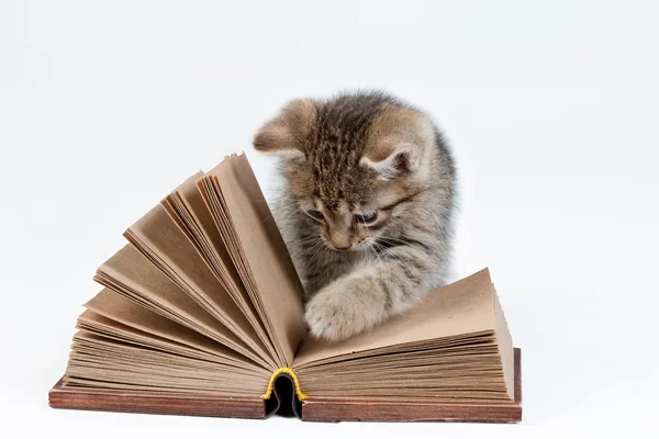 Kleines Kätzchen und altes Buch — Stockfoto
