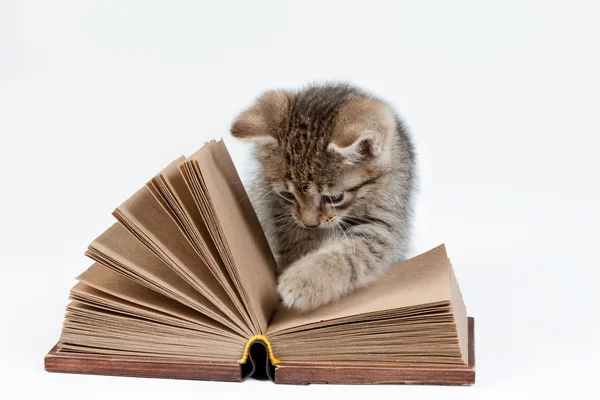 Piccolo gattino e vecchio libro — Foto Stock