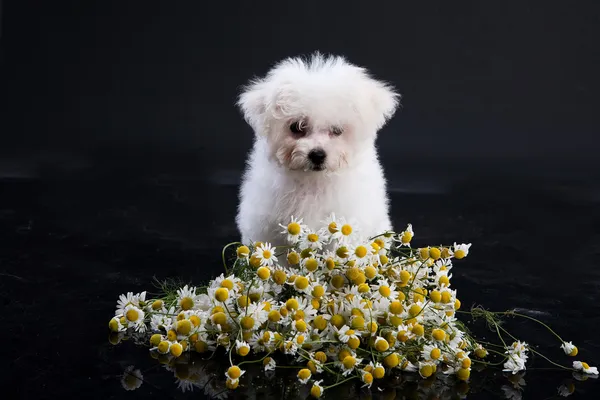 Pequeño perro maltés —  Fotos de Stock