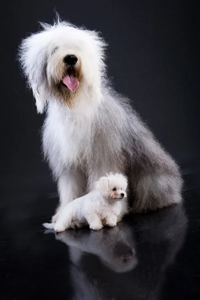Dos perros Fluffi —  Fotos de Stock