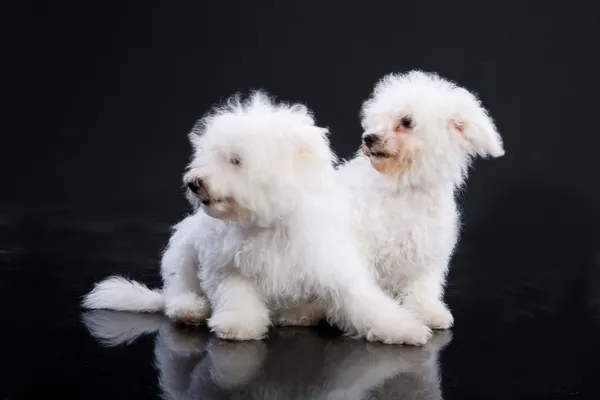 Fluffi Dogs — Stock Photo, Image