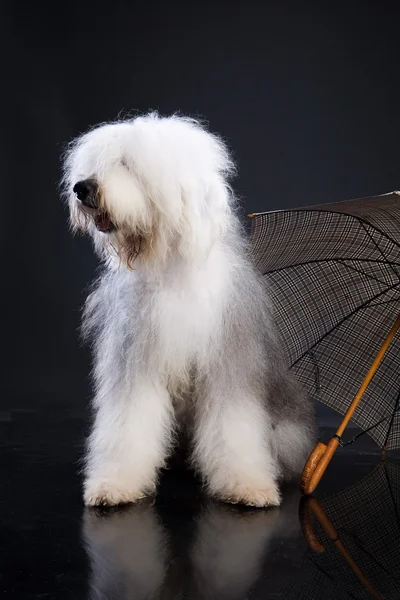 Fluffi perro y paraguas —  Fotos de Stock