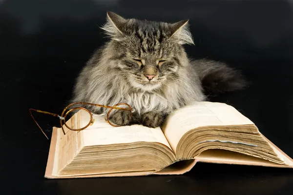Kedi, kitap ve gözlük — Stok fotoğraf