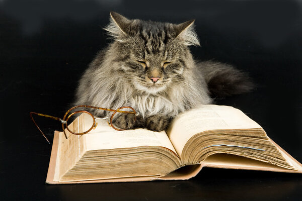 Cat, Book and Glasses