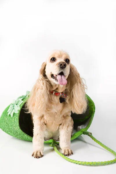 Hond mode — Stockfoto