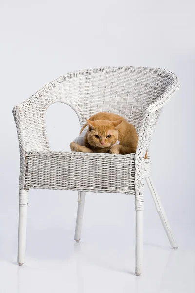 Red Cat — Stock Photo, Image