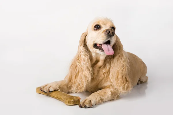 Moda cão — Fotografia de Stock
