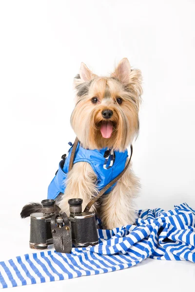 犬のファッション — ストック写真