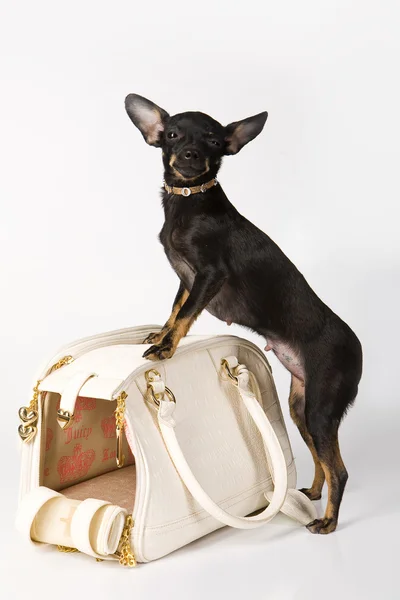 Hond mode — Stockfoto