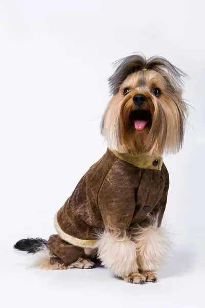 Moda de perro —  Fotos de Stock