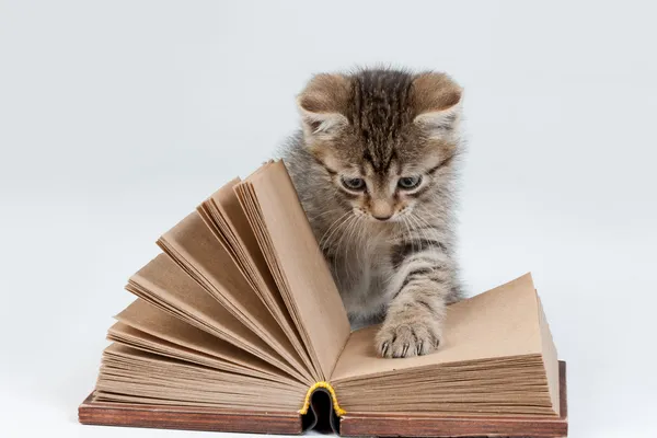 Küçük yavru kedi ve eski kitap Stok Fotoğraf
