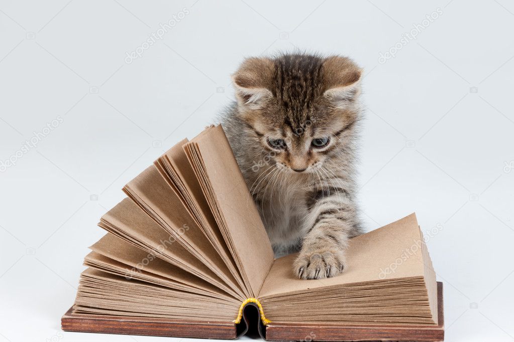 Little Kitten And Old Book