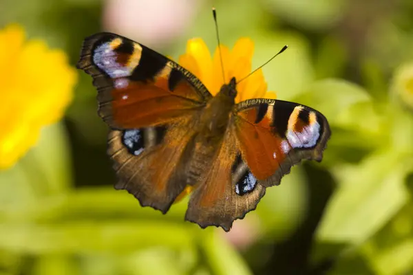 stock image Butterfly