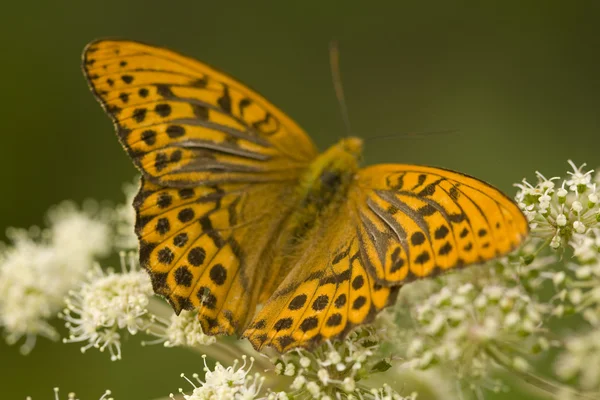 Stock image Butterfly orange