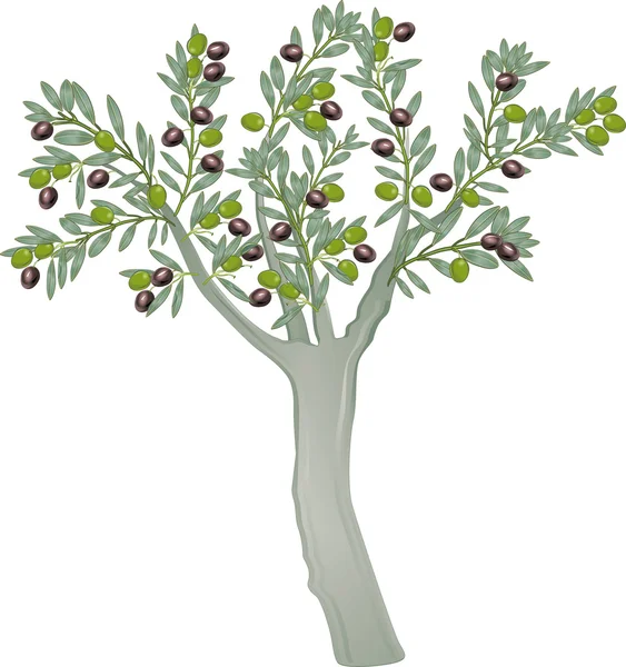 Olivenbaum — Archivo Imágenes Vectoriales