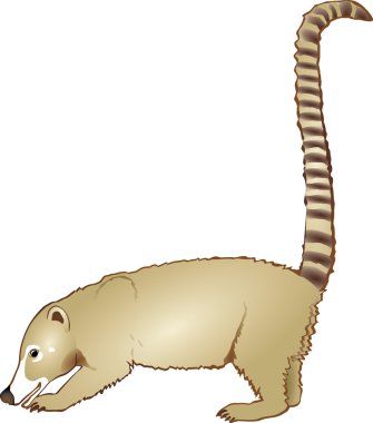 Coati clipart