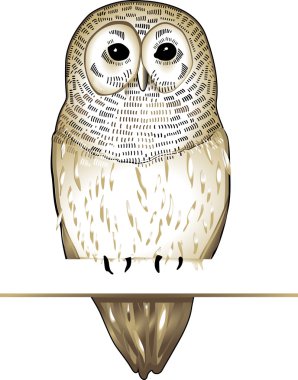 Fogy owl clipart