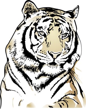 Tiger clipart