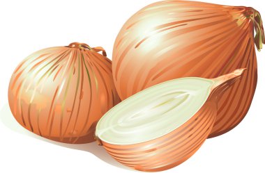 Fresh bulbs of onion clipart