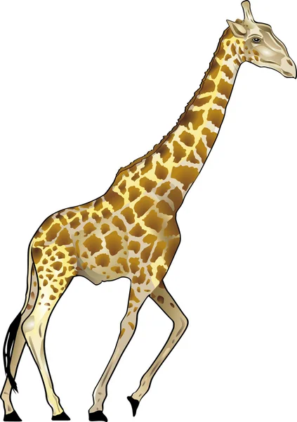 Giraffe — стоковий вектор