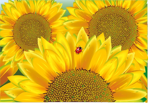 Sonnenblume, Marienkäfer — Stockvektor