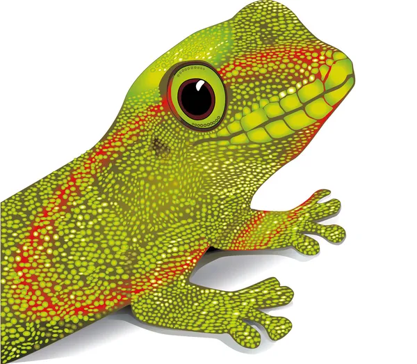 Gecko vektör — Stok Vektör