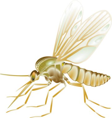 Gnat vector clipart