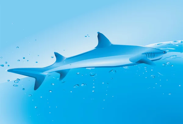 Requin — Image vectorielle