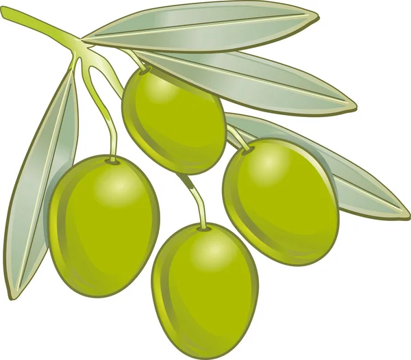 Vecteur olive — Image vectorielle
