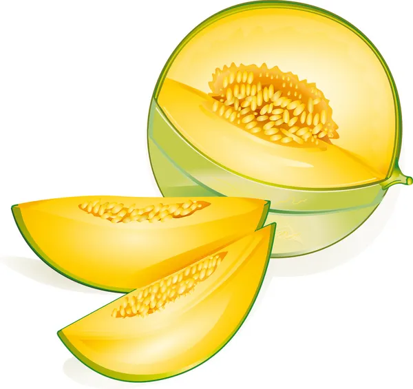 Melone — Stockvektor