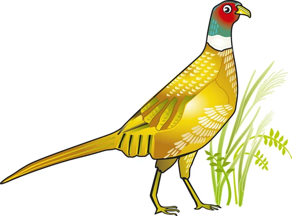 Pheasant — Stock Vector
