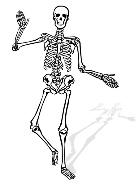 Esqueleto de cadera — Vector de stock