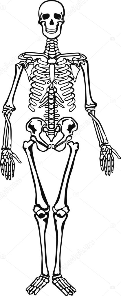 Skeleton Stock Vector Image by ©scusi0-9 #2943371