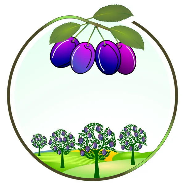 Culture de prunes — Image vectorielle