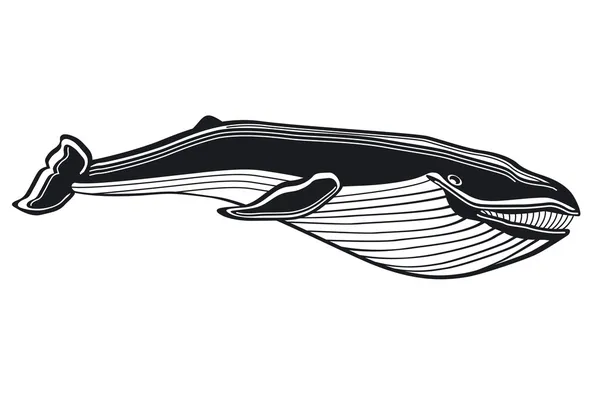 Balena — Vettoriale Stock