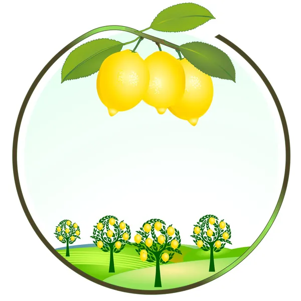 Lemon cultivation — Stock Vector