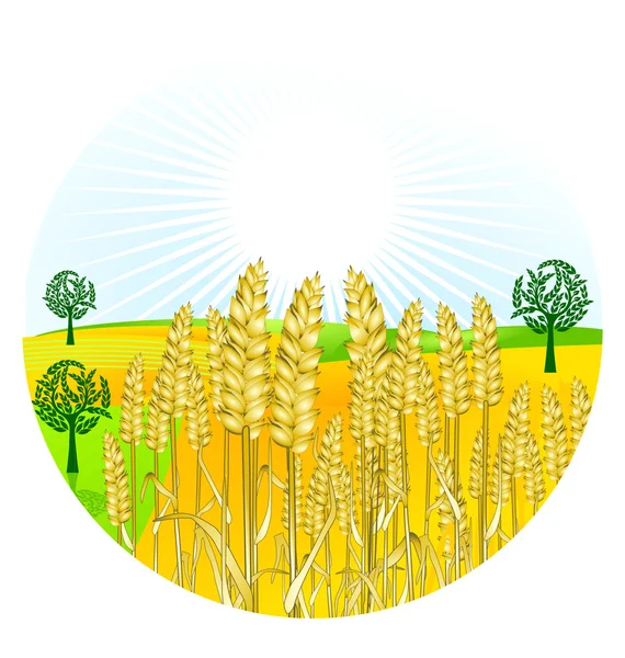 Tahıl hasat — Stok Vektör