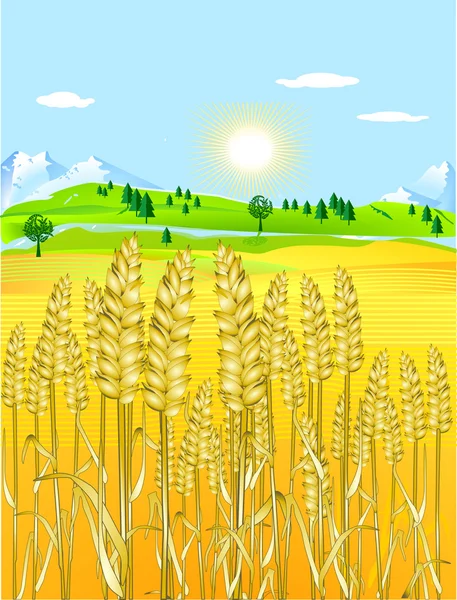黄金の穀物畑 — ストックベクタ