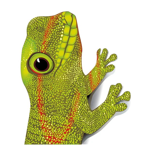 Gecko verde — Vetor de Stock