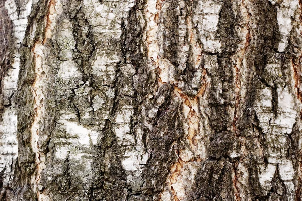 stock image Bark of birch