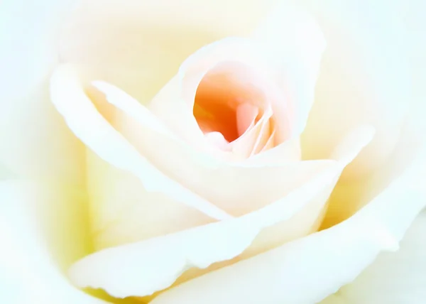 Hermoso fondo rosa blanca — Foto de Stock