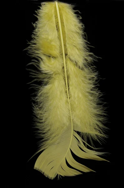 새의 깃털 — 스톡 사진