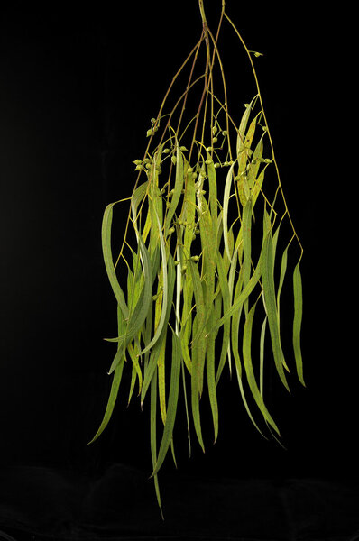 Eucalyptus tree blossoming on black b