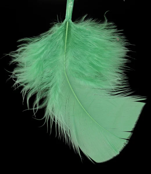 새의 깃털 — 스톡 사진